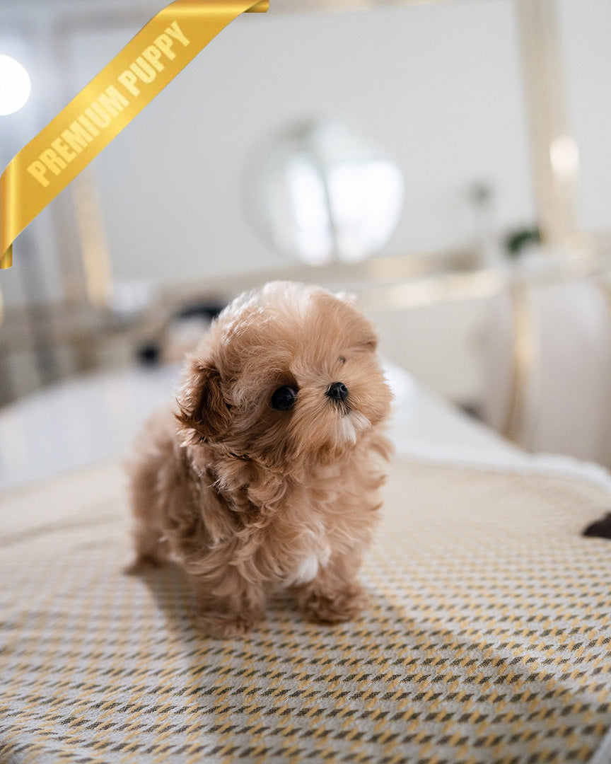 ESME - FEMALE (PURCHASED by LEE) - ROLLY TEACUP PUPPIES - TEACUP PUPPY FOR SALE