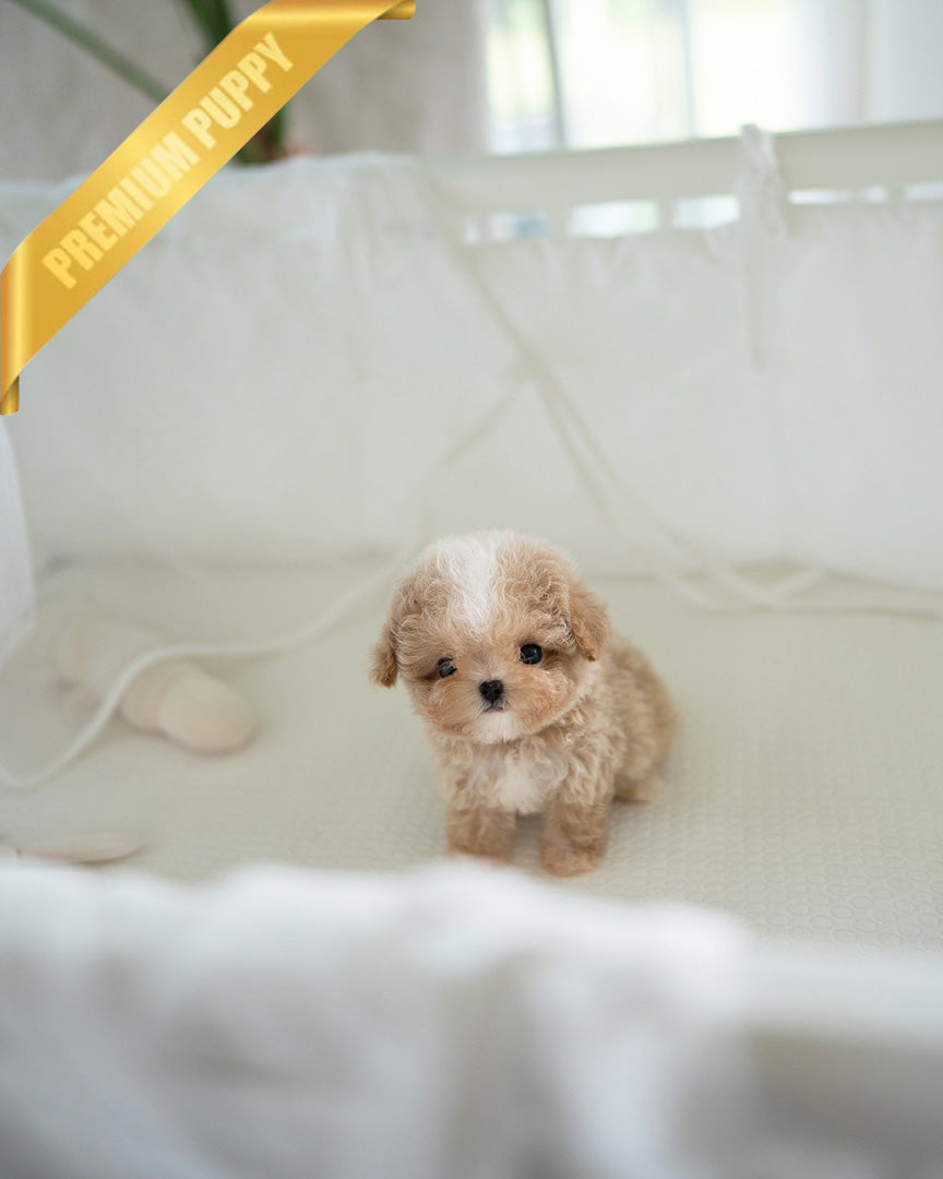 LYRA - FEMALE (PURCHASED by HANA) - ROLLYPUPS OFFICIAL