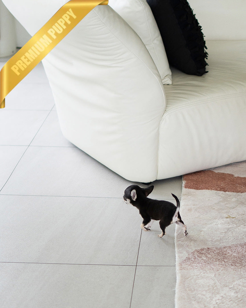 MIMI - FEMALE (PURCHASED by ALEN) - ROLLY TEACUP PUPPIES - TEACUP PUPPY FOR SALE