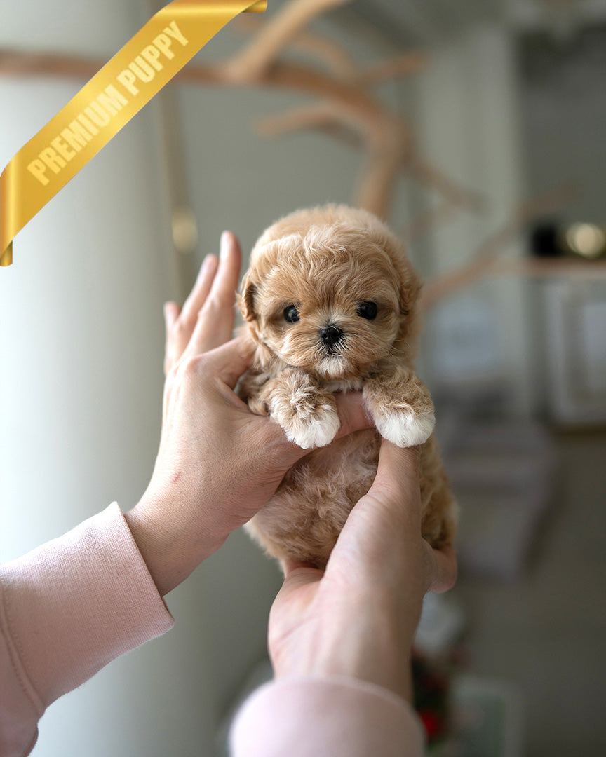 BISCUIT - MALE (PURCHASED by WILLIAM) - ROLLY TEACUP PUPPIES - TEACUP PUPPY FOR SALE