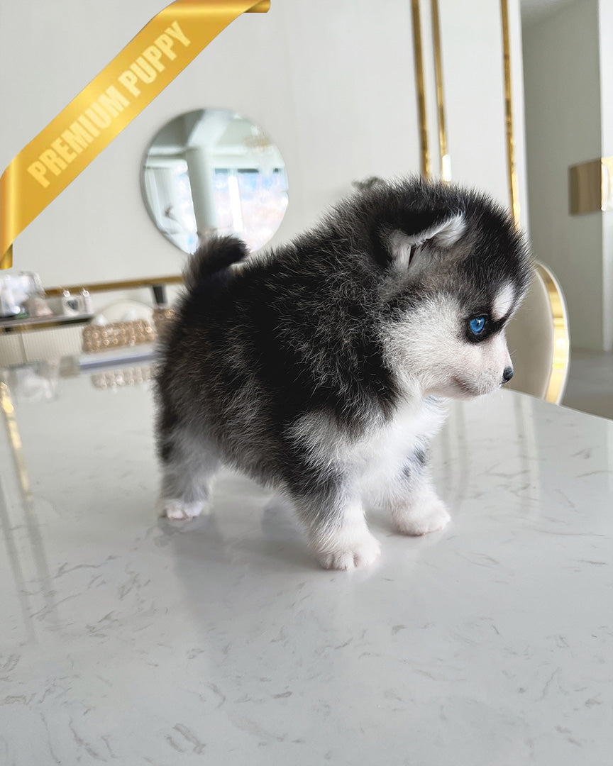 ROXY - FEMALE (PURCHASED by SUSANA) - ROLLY TEACUP PUPPIES - TEACUP PUPPY FOR SALE