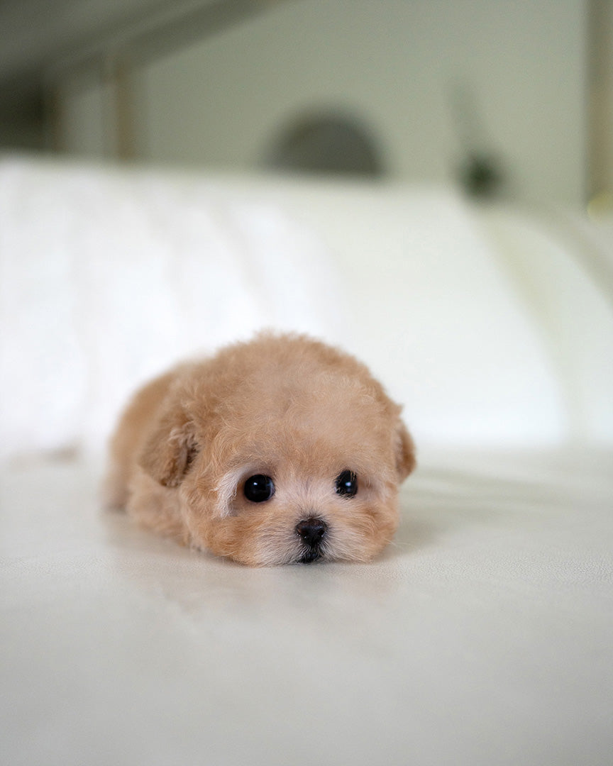MOCHI - FEMALE (PURCHASED by JE) - ROLLY TEACUP PUPPIES - TEACUP PUPPY FOR SALE