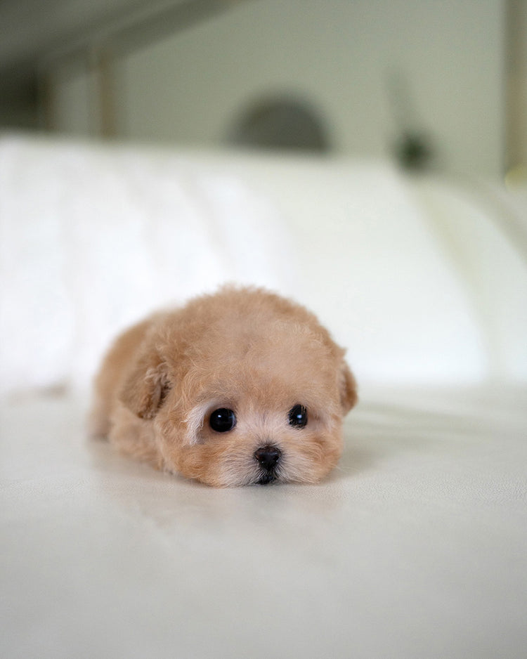 MOCHI - FEMALE (PURCHASED by JE) - ROLLY TEACUP PUPPIES - TEACUP PUPPY FOR SALE
