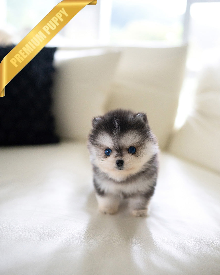 COCO - FEMALE (PURCHASED by EMMA) - ROLLYPUPS OFFICIAL