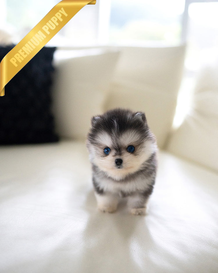 COCO - FEMALE (PURCHASED by EMMA) - ROLLYPUPS OFFICIAL