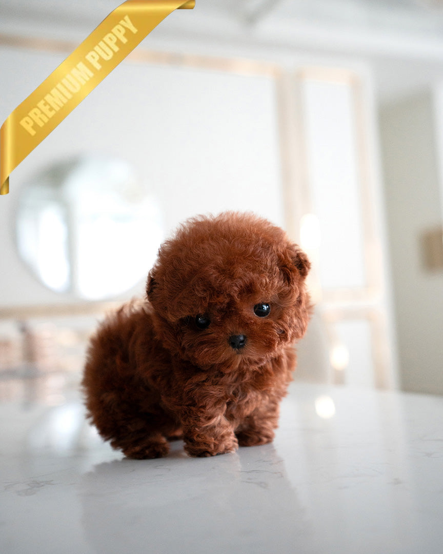 CINNAMON - FEMALE (PURCHASED by KENRIC) - ROLLY TEACUP PUPPIES -