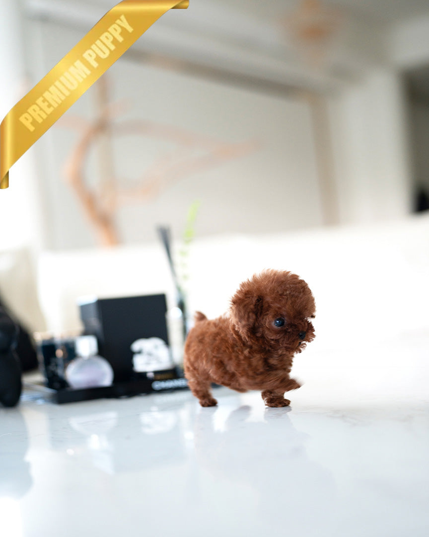 CINNAMON - FEMALE (PURCHASED by TAMARA) - ROLLYPUPS OFFICIAL