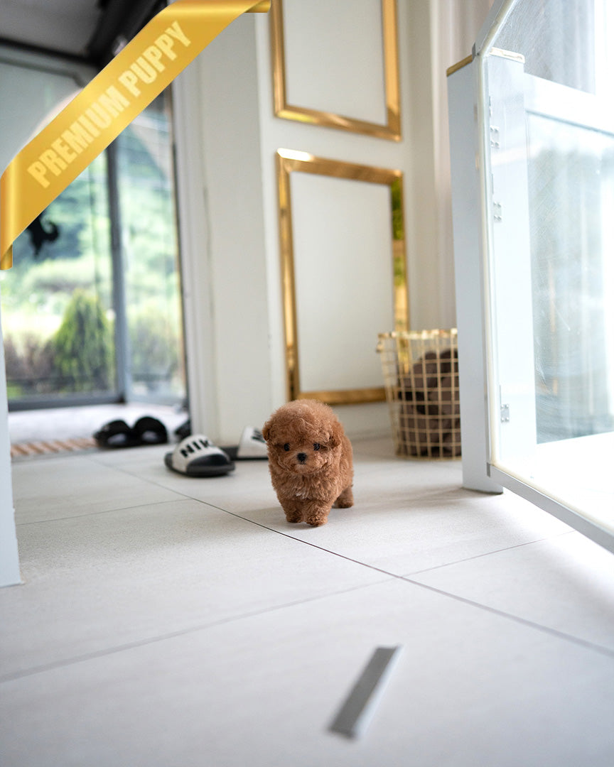 ISABELLA - FEMALE (PURCHASED by DEVIN) - ROLLY TEACUP PUPPIES - TEACUP PUPPY FOR SALE