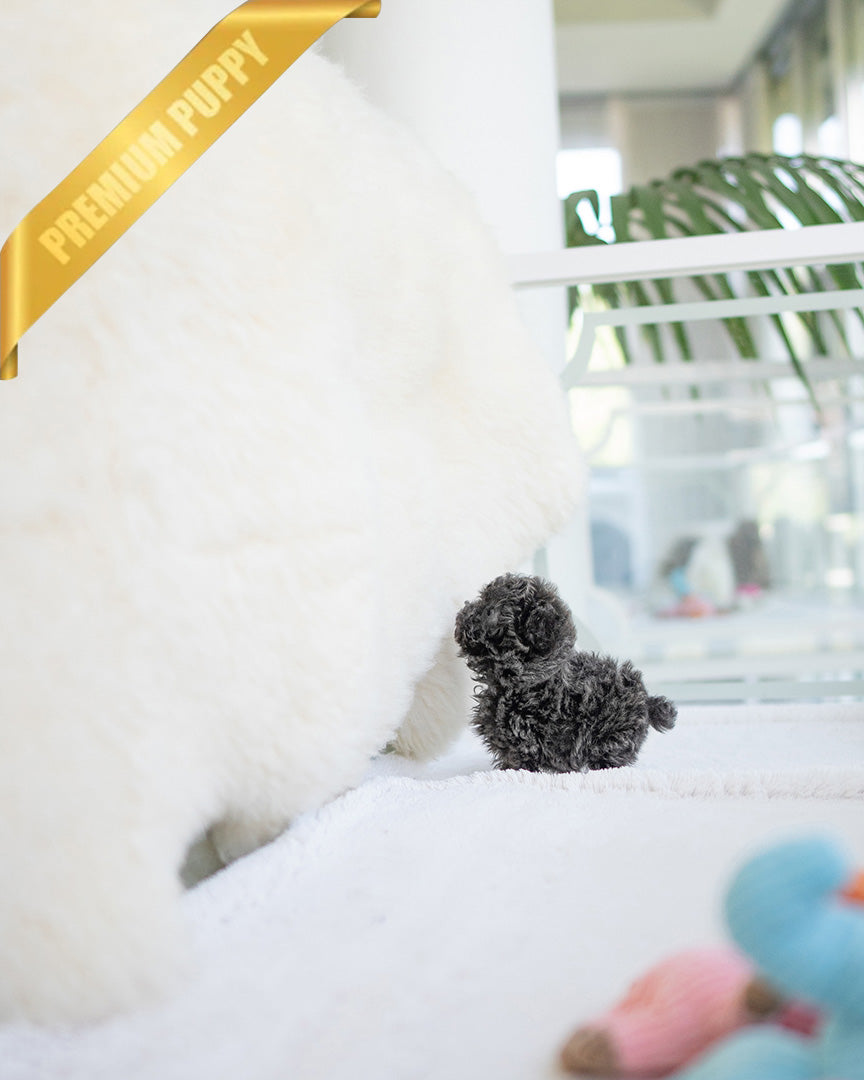 AZURE - FEMALE (PURCHASED by SARAH) - ROLLY TEACUP PUPPIES - TEACUP PUPPY FOR SALE