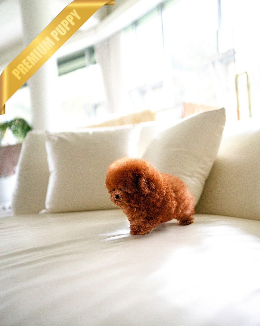 LUNA - FEMALE - ROLLY TEACUP PUPPIES - TEACUP PUPPY FOR SALE