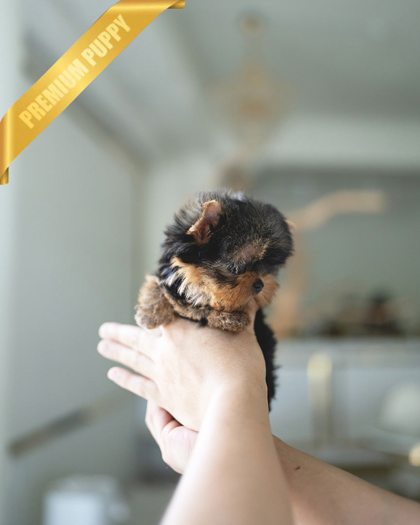 STELLA - FEMALE (PURCHASED by ANT) - ROLLYPUPS OFFICIAL