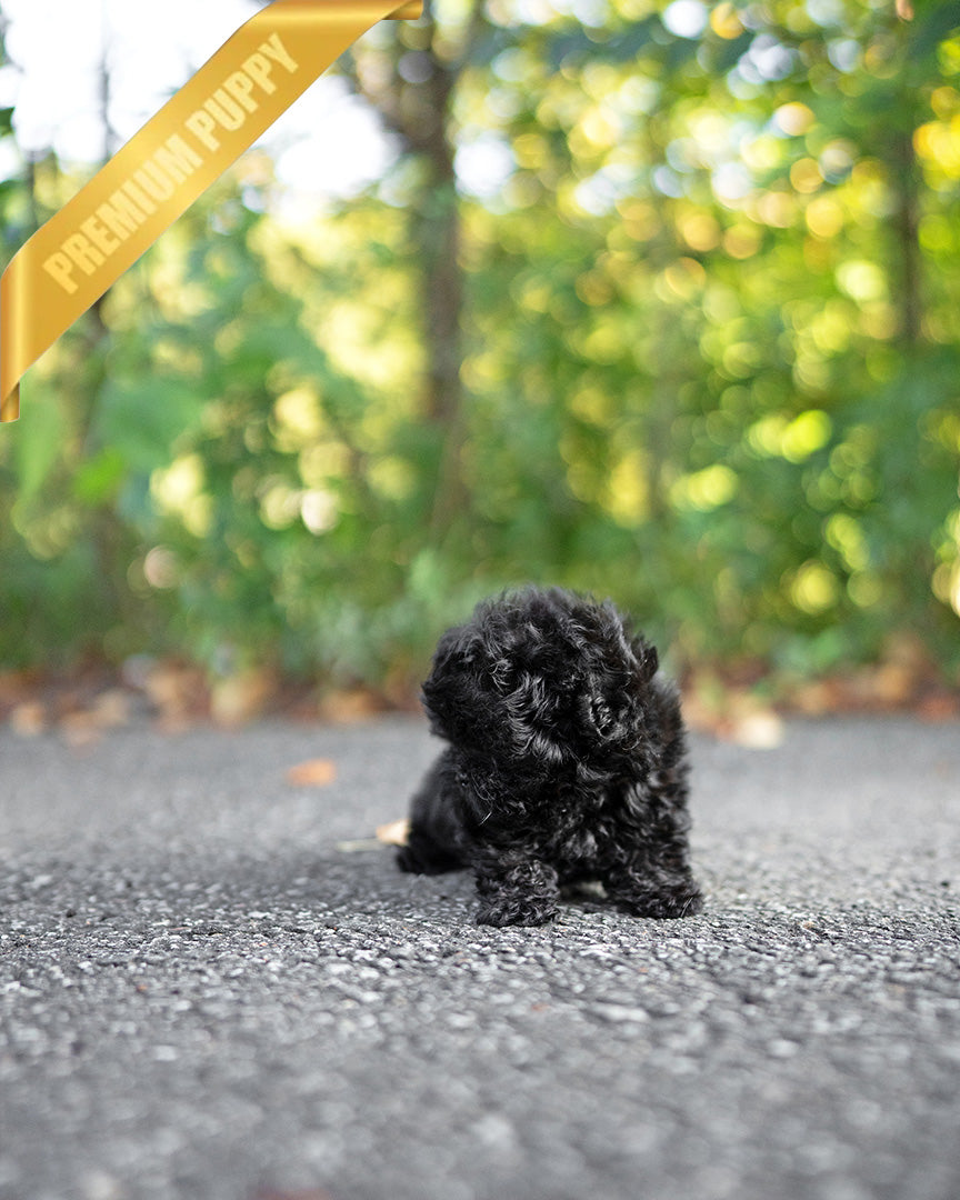 BAILEY - MALE (PURCHASED by FRED) - ROLLYPUPS OFFICIAL