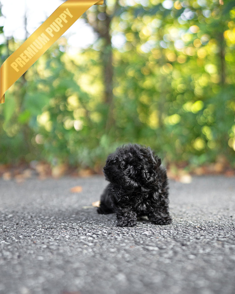 BAILEY - MALE (PURCHASED by FRED) - ROLLYPUPS OFFICIAL