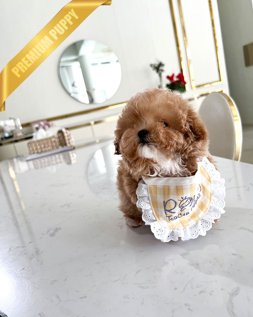 ROSE - FEMALE - ROLLY TEACUP PUPPIES - TEACUP PUPPY FOR SALE