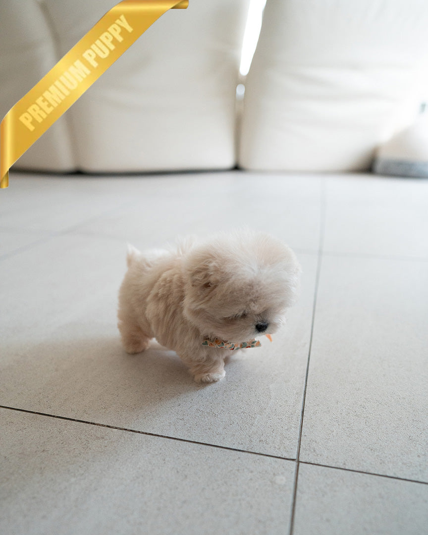 LYRA - FEMALE (PURCHASED by MARIA) - ROLLY TEACUP PUPPIES - TEACUP PUPPY FOR SALE