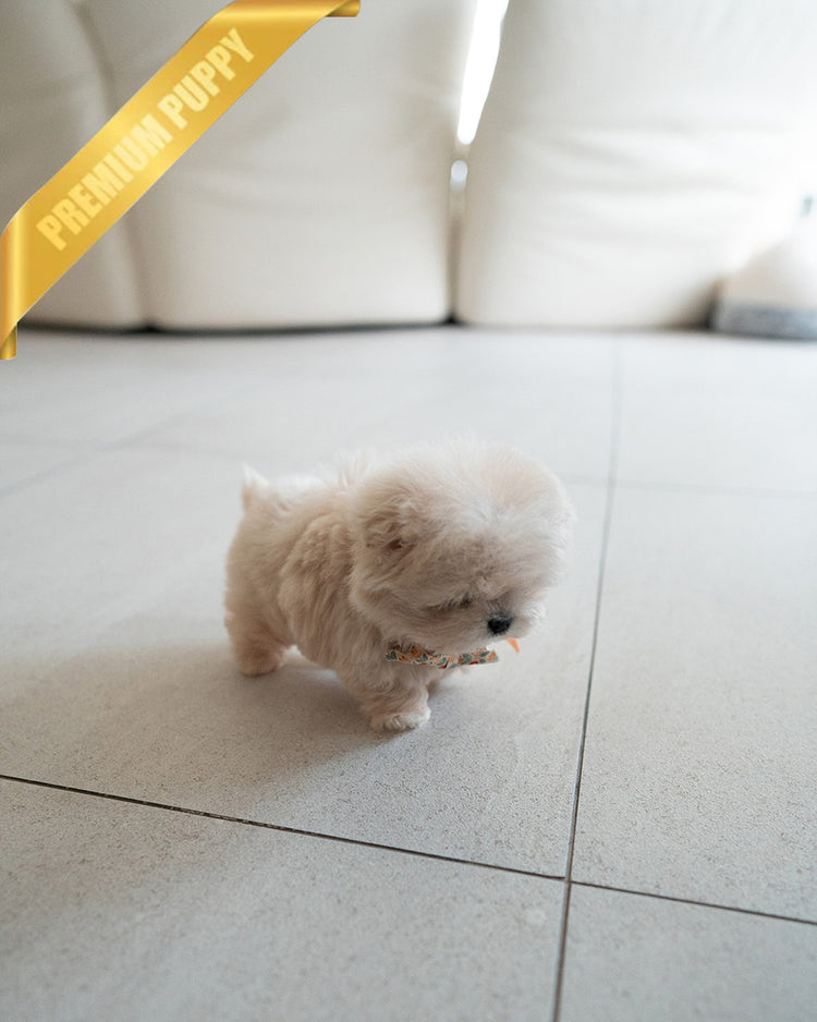 LYRA - FEMALE (PURCHASED by MARIA) - ROLLY TEACUP PUPPIES - TEACUP PUPPY FOR SALE