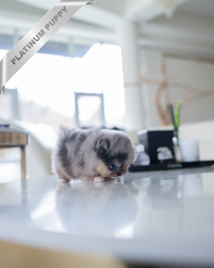 THOR - MALE (RESERVED by TOMMY) - ROLLY TEACUP PUPPIES - TEACUP PUPPY FOR SALE