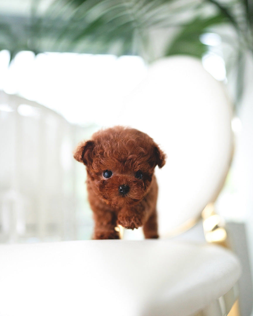 SIMON - MALE (RESERVED by ELISA) - ROLLYPUPS OFFICIAL