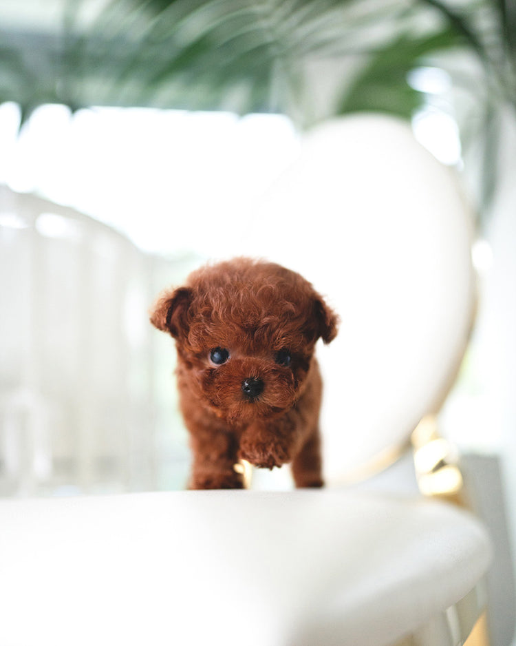 SIMON - MALE (RESERVED by ELISA) - ROLLYPUPS OFFICIAL