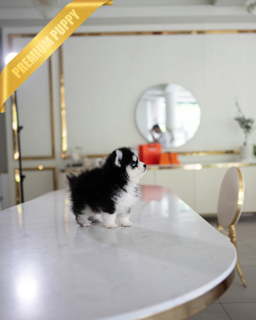 KODA - MALE (PURCHASED by SACHI) - ROLLY TEACUP PUPPIES - TEACUP PUPPY FOR SALE