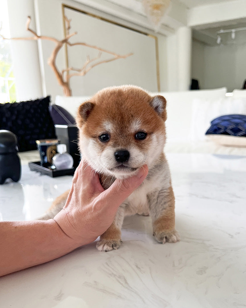 LUCA - MALE - ROLLY TEACUP PUPPIES - TEACUP PUPPY FOR SALE