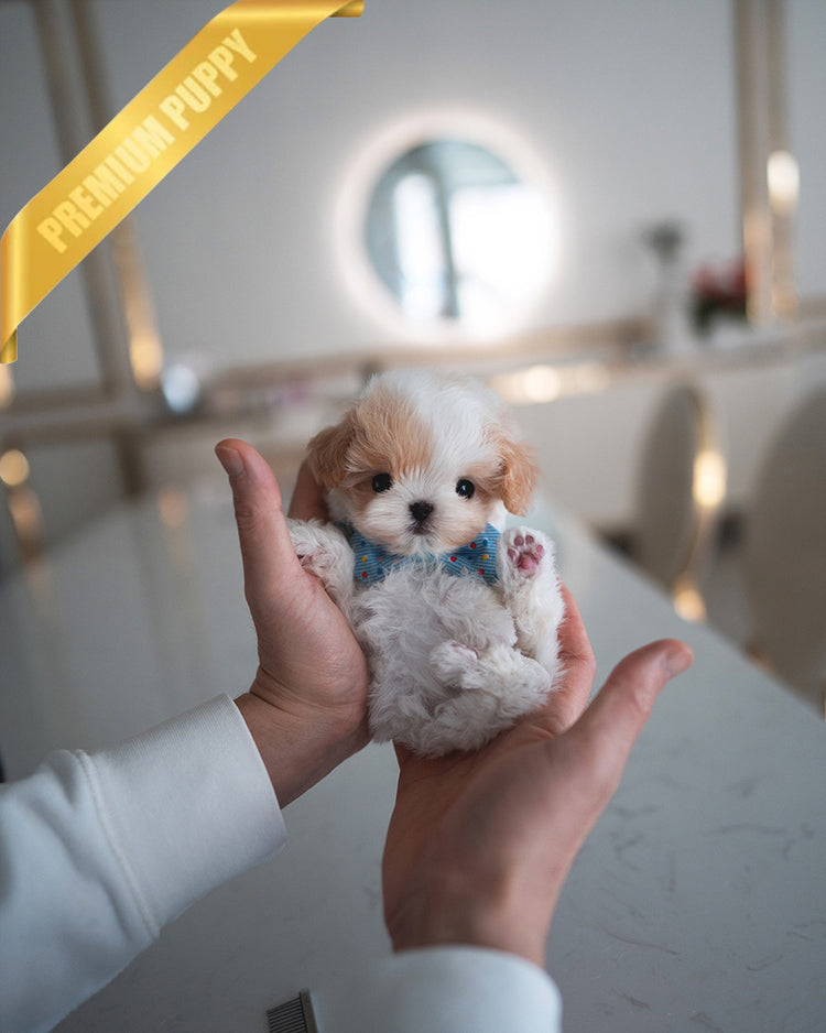 BAGEL - MALE (PURCHASED by ANDREA) - ROLLY TEACUP PUPPIES - TEACUP PUPPY FOR SALE