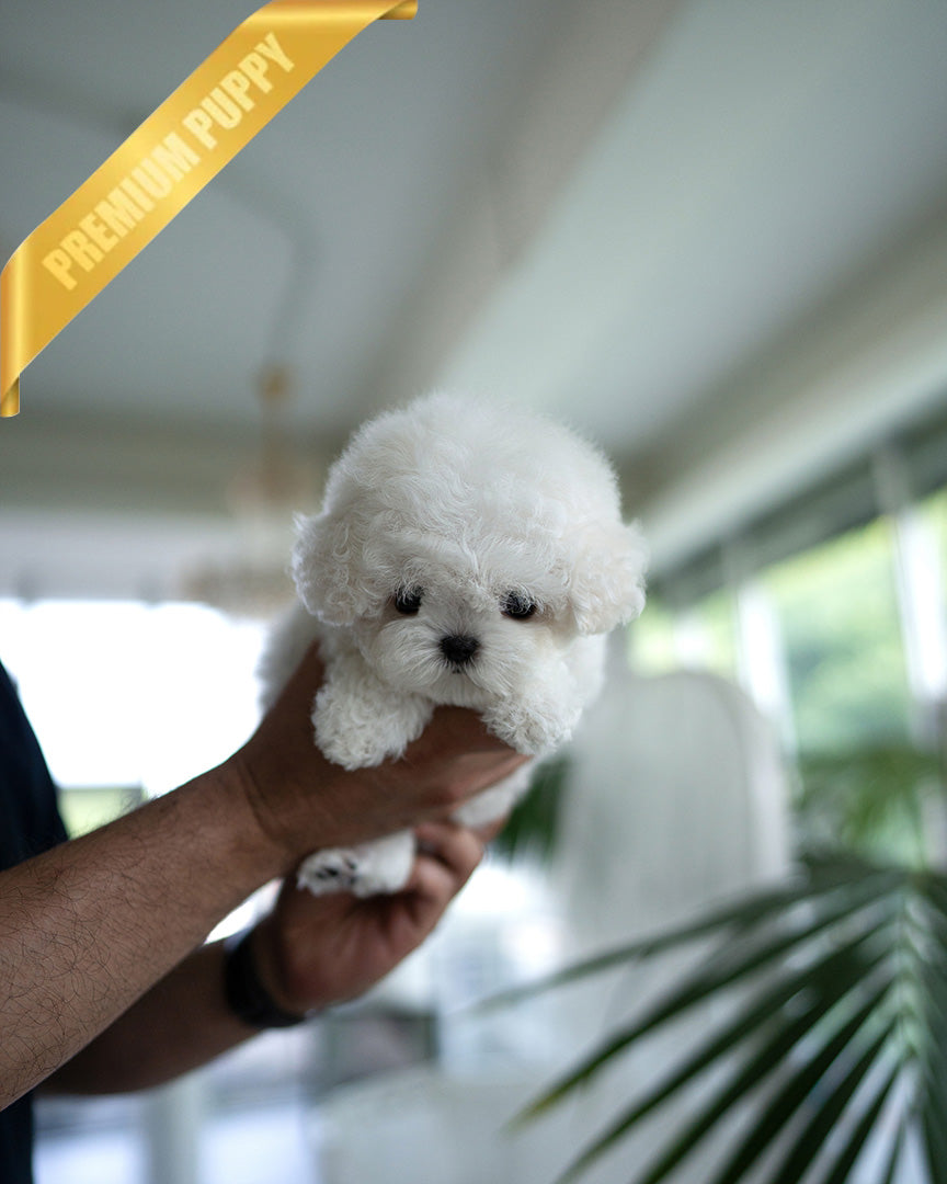 THEO - MALE (PURCHASED by JEFF) - ROLLY TEACUP PUPPIES - TEACUP PUPPY FOR SALE