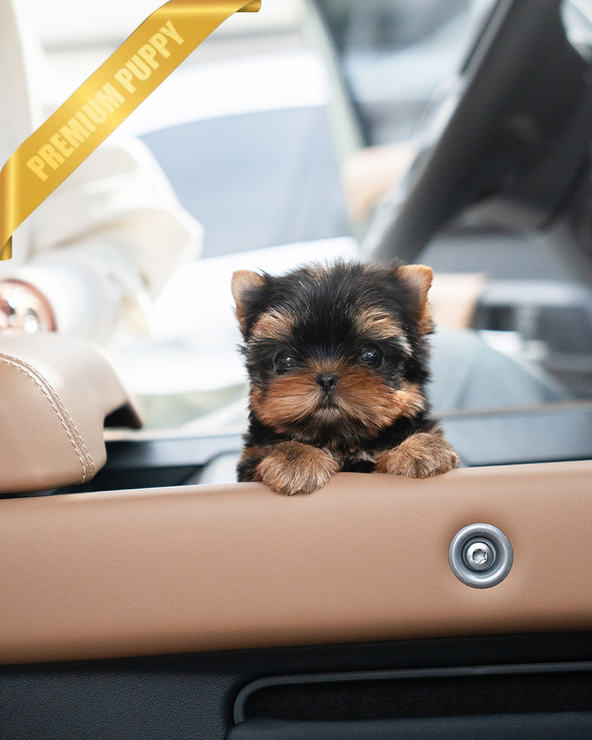 STELLA - FEMALE (PURCHASED by DANA) - ROLLY TEACUP PUPPIES - TEACUP PUPPY FOR SALE