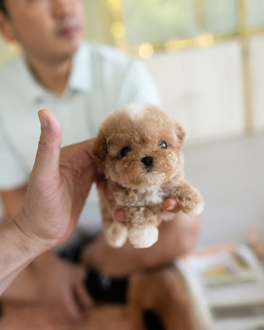 TOBY - MALE - ROLLY TEACUP PUPPIES - TEACUP PUPPY FOR SALE