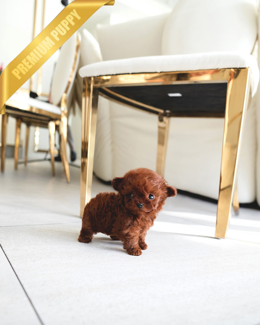 CAMILLE - FEMALE (PURCHASED by  SUSANA) - ROLLY TEACUP PUPPIES - TEACUP PUPPY FOR SALE