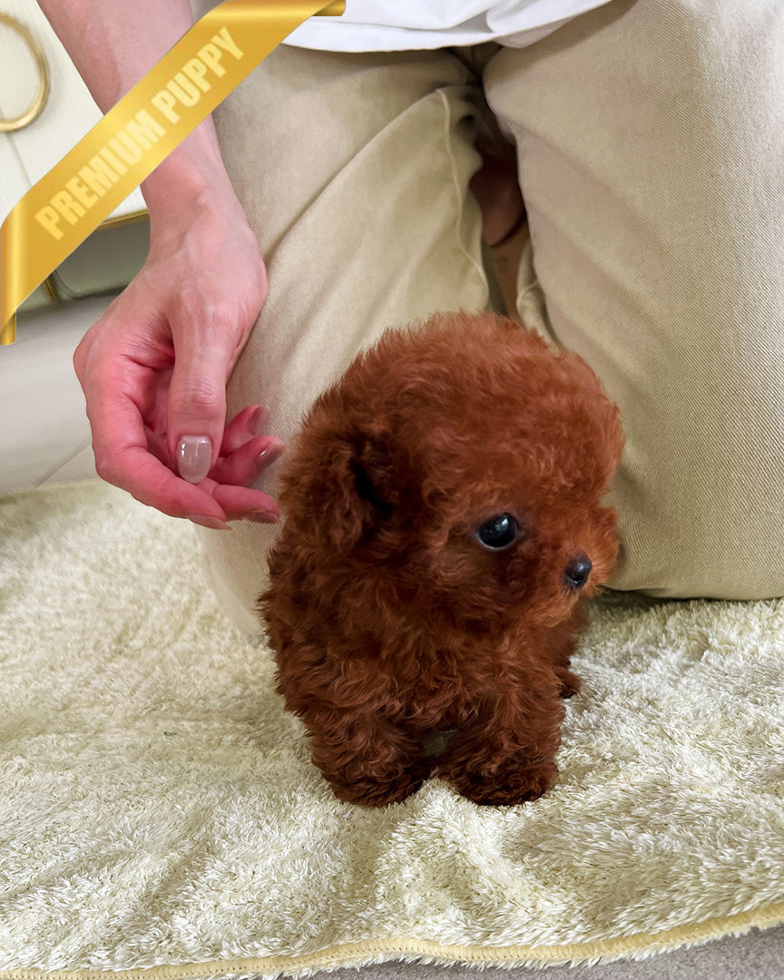 TORY - MALE (PURCHASED by ALICE) - ROLLY TEACUP PUPPIES - TEACUP PUPPY FOR SALE