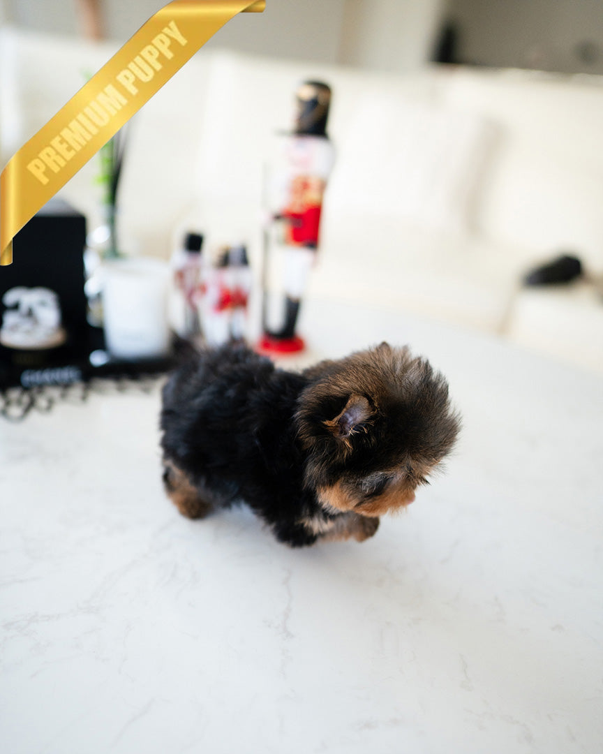 EMMA - FEMALE (PURCHASED by MONICA) - ROLLY TEACUP PUPPIES -