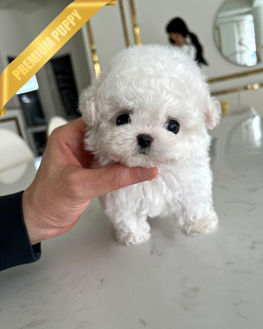 GIGI - FEMALE (PURCHASED by LILIANA) - ROLLY TEACUP PUPPIES - TEACUP PUPPY FOR SALE