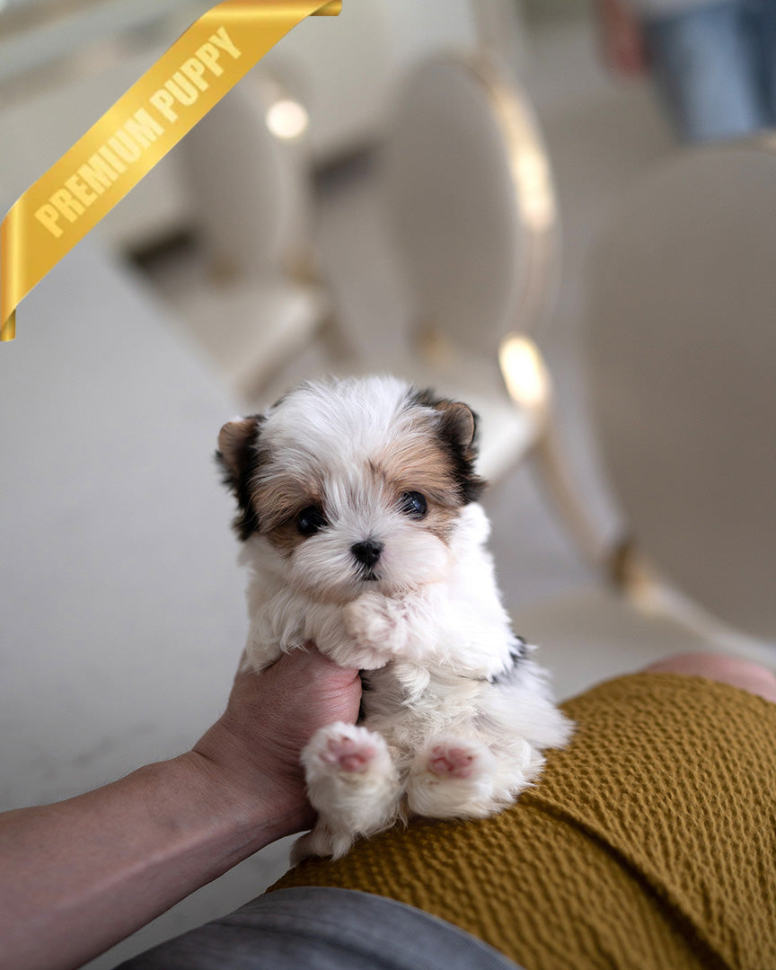 BELLA - FEMALE (PURCHASED by GILDA) - ROLLY TEACUP PUPPIES - TEACUP PUPPY FOR SALE