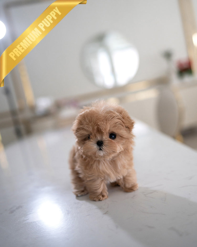 SAMMY - MALE (PURCHASED by NIMESH) - ROLLY TEACUP PUPPIES - TEACUP PUPPY FOR SALE