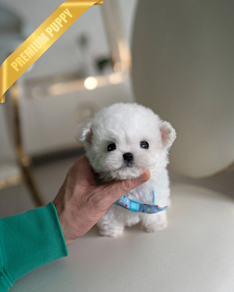 TOBY - MALE (PURCHASED by MARIAN) - ROLLY TEACUP PUPPIES - TEACUP PUPPY FOR SALE