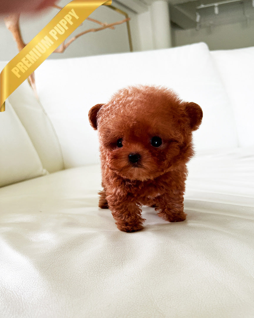 ZIGGY - FEMALE (PURCHASED by LINDSAY) - ROLLY TEACUP PUPPIES - TEACUP PUPPY FOR SALE