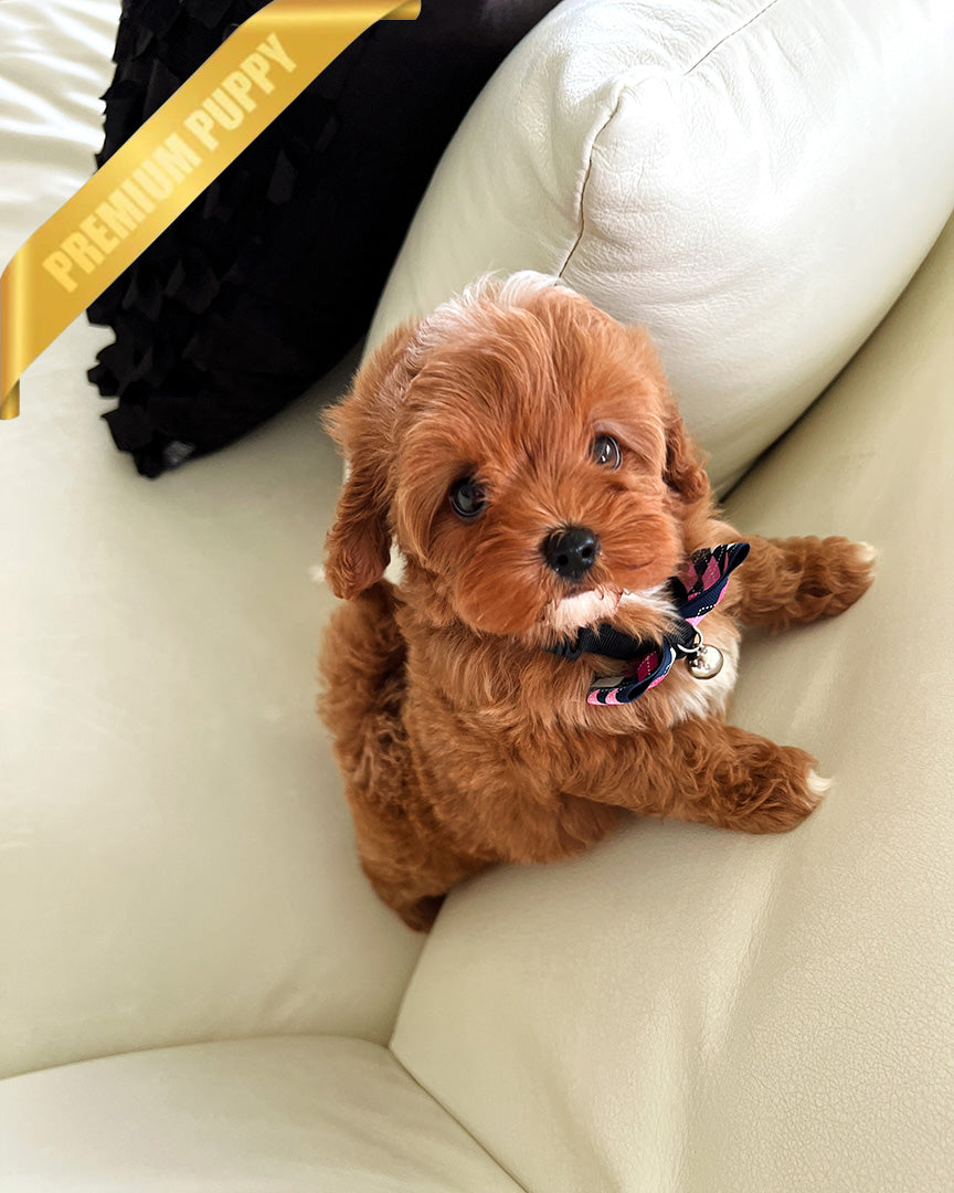 ROSIE - FEMALE - ROLLY TEACUP PUPPIES - TEACUP PUPPY FOR SALE