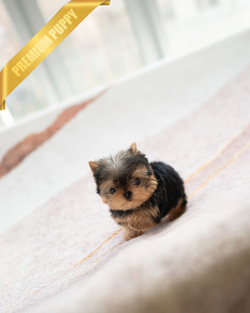 PIPER - MALE (PURCHASED by KELVIN) - ROLLY TEACUP PUPPIES - TEACUP PUPPY FOR SALE