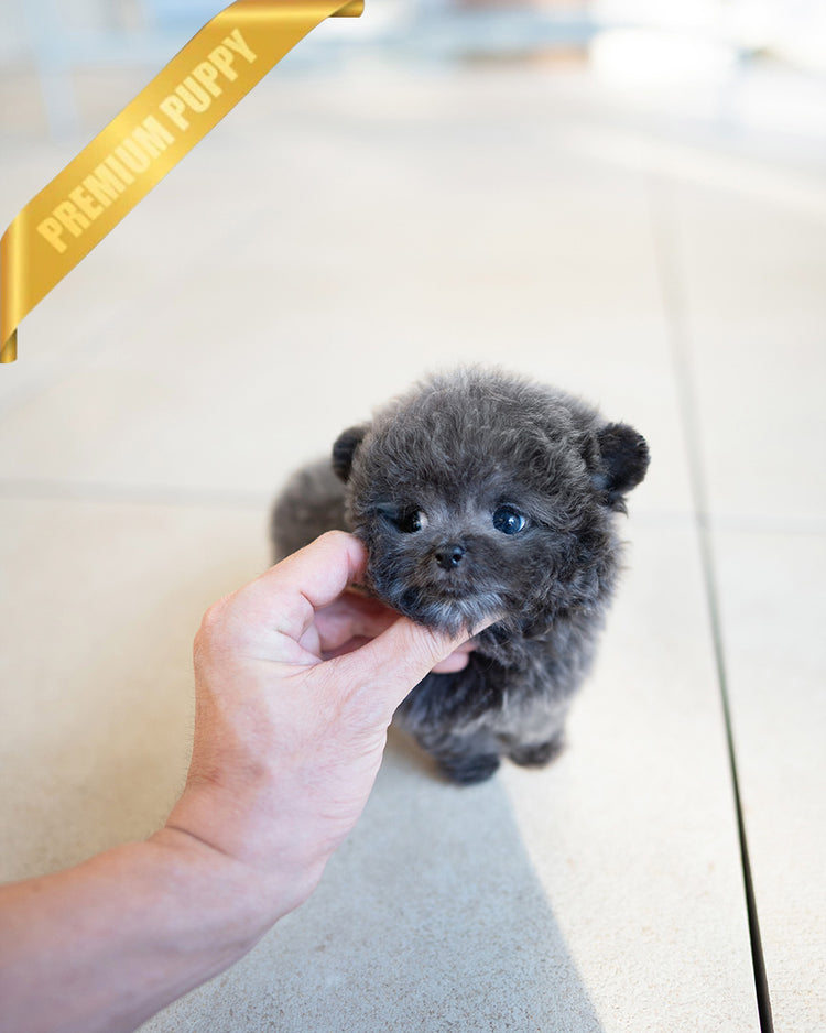 MONTY - MALE - ROLLYPUPS OFFICIAL