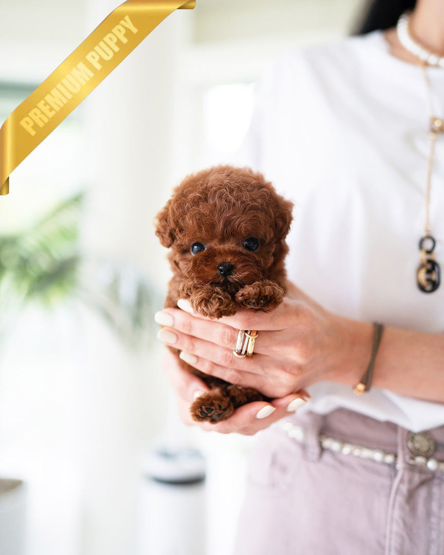 ZIGGY - MALE (PURCHASED by MAKAREM) - ROLLYPUPS OFFICIAL