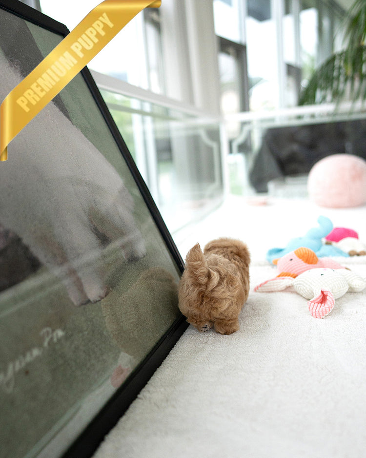 MYLES - MALE (PURCHASED by ROMAN) - ROLLY TEACUP PUPPIES - TEACUP PUPPY FOR SALE