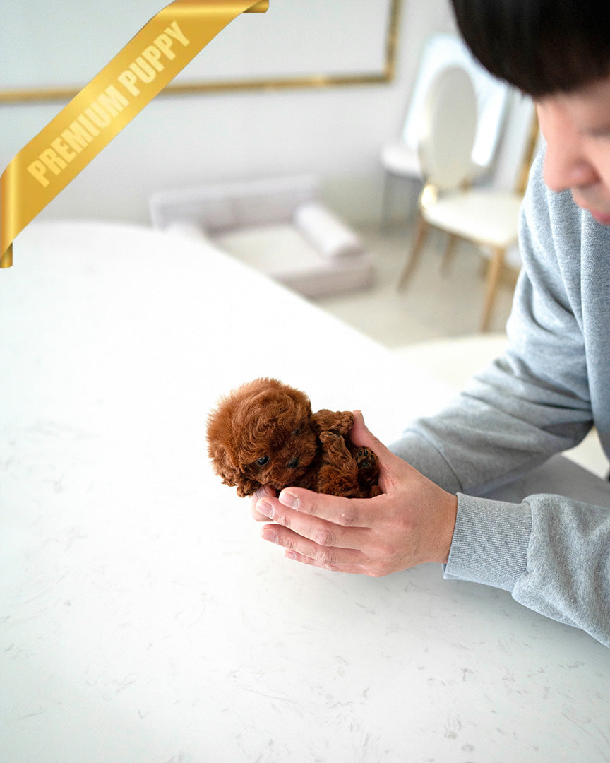 VELVET - FEMALE (PURCHASED by KALEY) - ROLLY TEACUP PUPPIES -