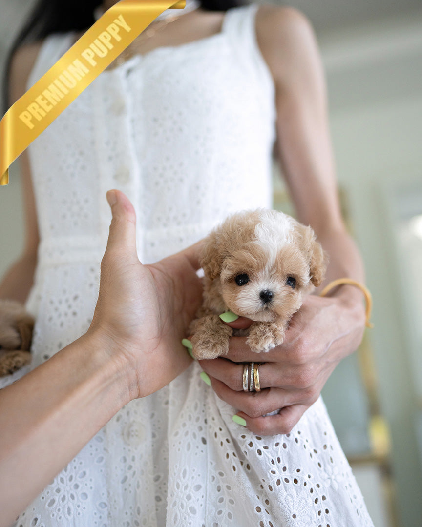 MELINA - FEMALE (PURCHASED by ANT) - ROLLYPUPS OFFICIAL