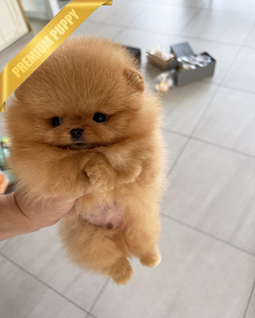 BUTTERS - MALE (RESERVED by ANONYMOUS) - ROLLY TEACUP PUPPIES - TEACUP PUPPY FOR SALE