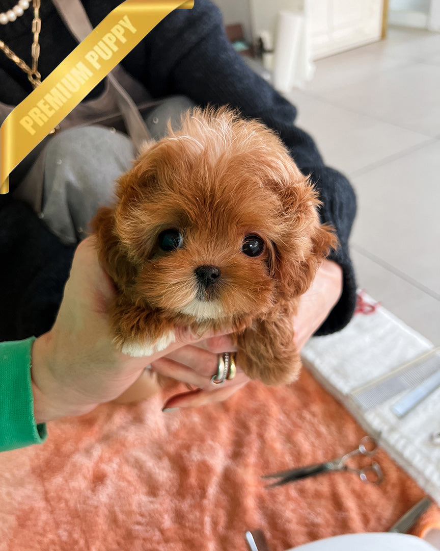 JESSICA - FEMALE (PURCHASED by SHIN) - ROLLY TEACUP PUPPIES - TEACUP PUPPY FOR SALE