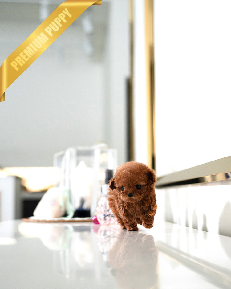 TIPPY - FEMALE (PURCHASED by VIKTOR) - ROLLY TEACUP PUPPIES -