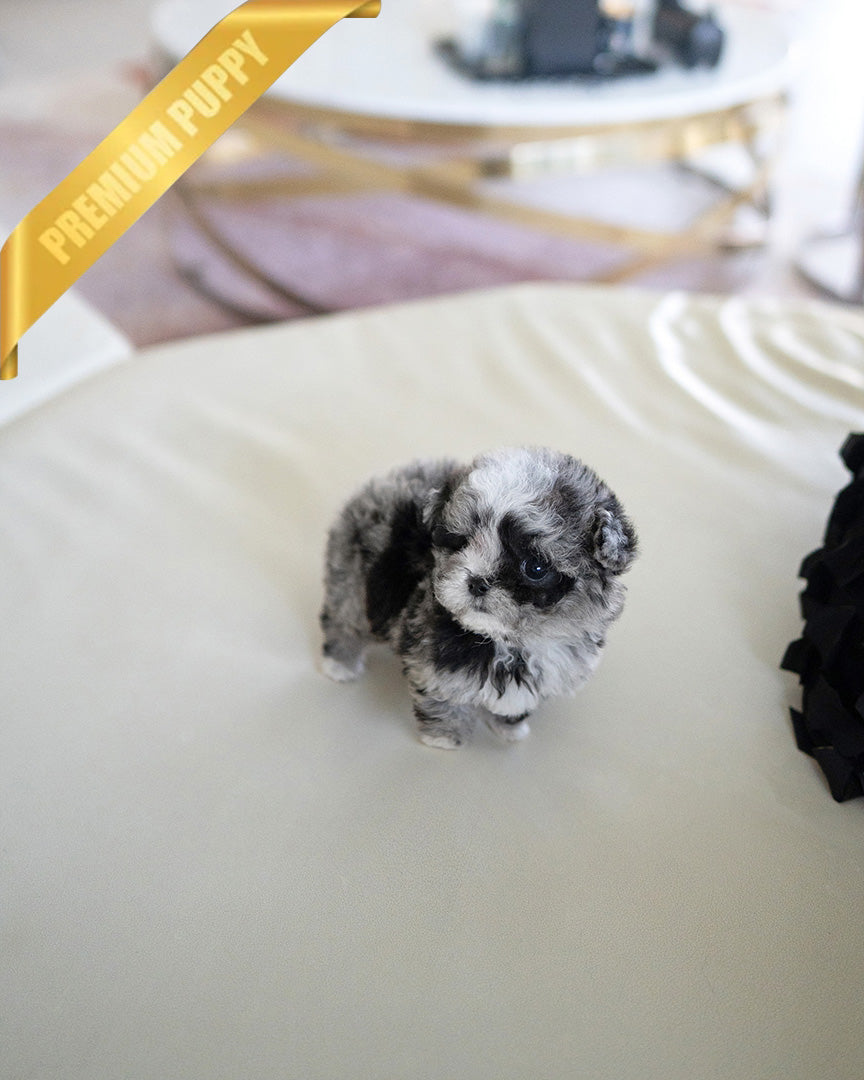 COCO - FEMALE (RESERVED by ALICIA) - ROLLY TEACUP PUPPIES - TEACUP PUPPY FOR SALE