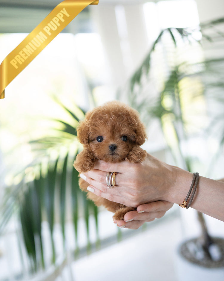 HENRI - MALE (PURCHASED by RONETTA) - ROLLYPUPS OFFICIAL