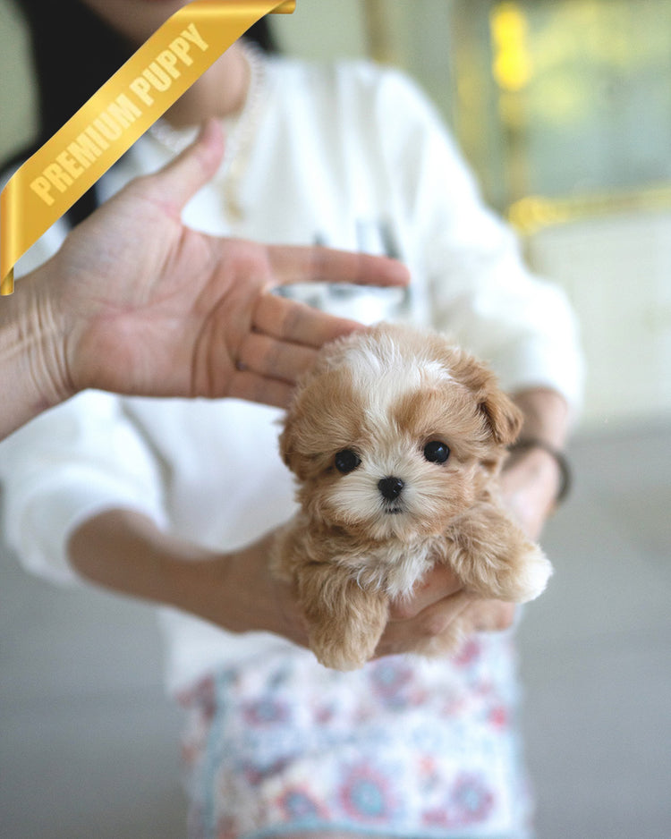 EWAN - MALE (PURCHASED by JEET) - ROLLYPUPS OFFICIAL